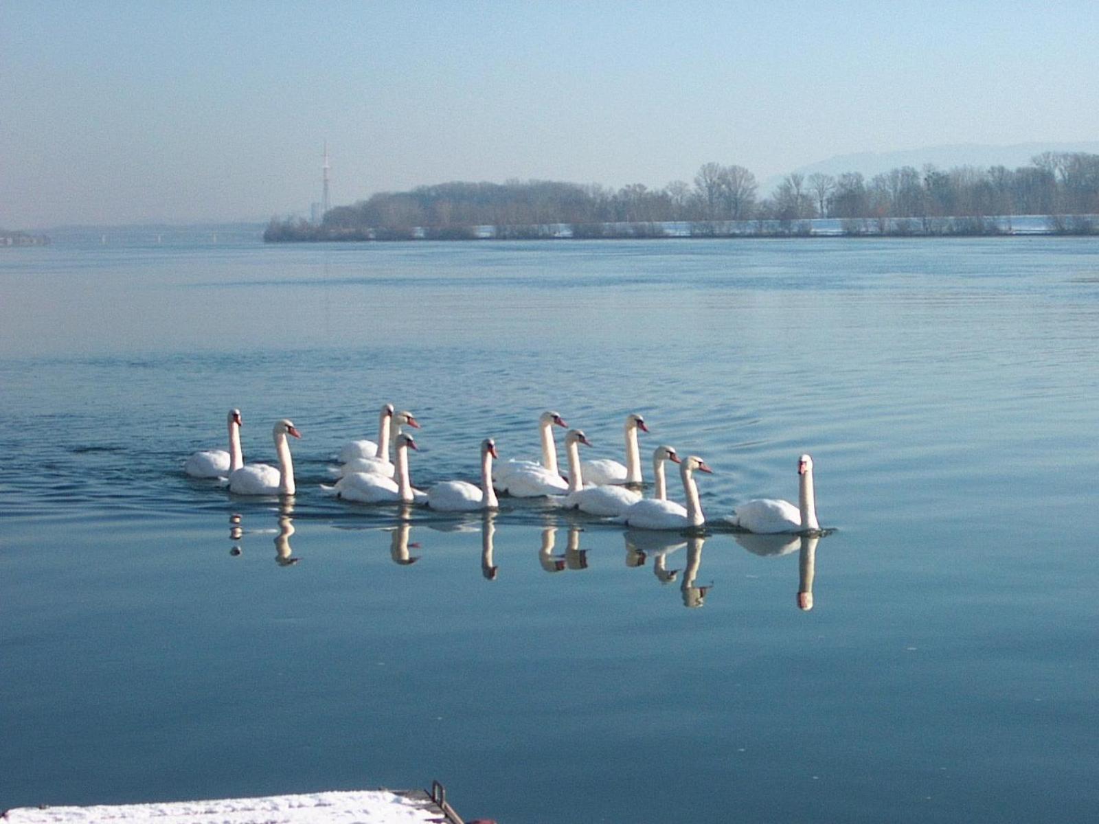 Donau-Rad-Hotel Wachauerhof Marbach an der Donau Buitenkant foto